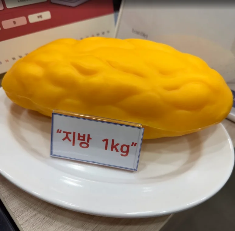 체지방의 부피를 설명하는 원내 모형