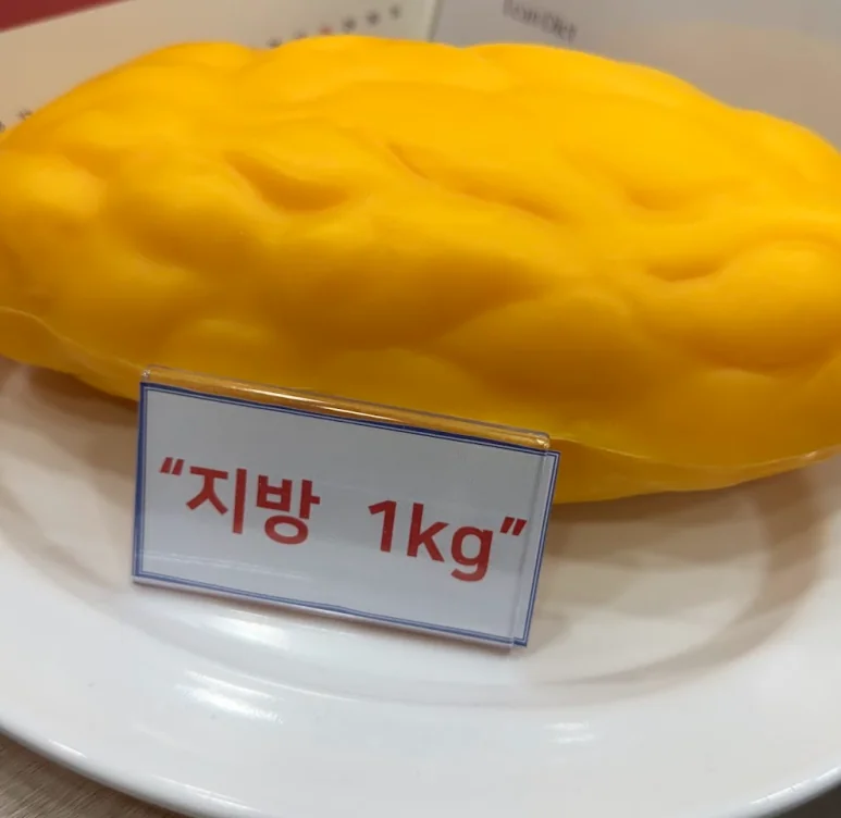 체지방의 부피를 설명하는 모형